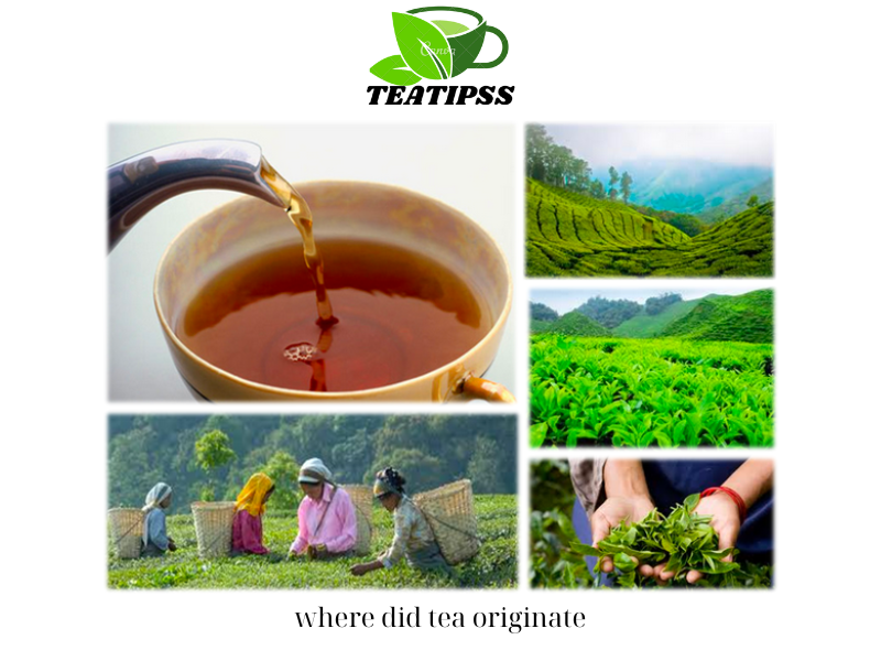 Where Did Tea Originate? 5 Fun Facts of Tea Will Shock You